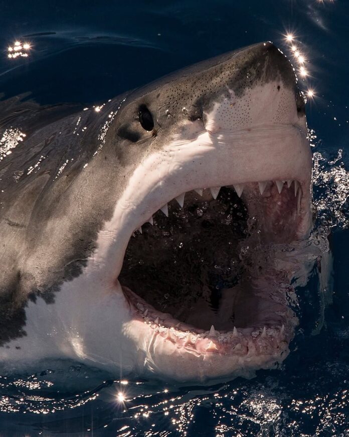 Rechin - Foto We Love Shark Facebook