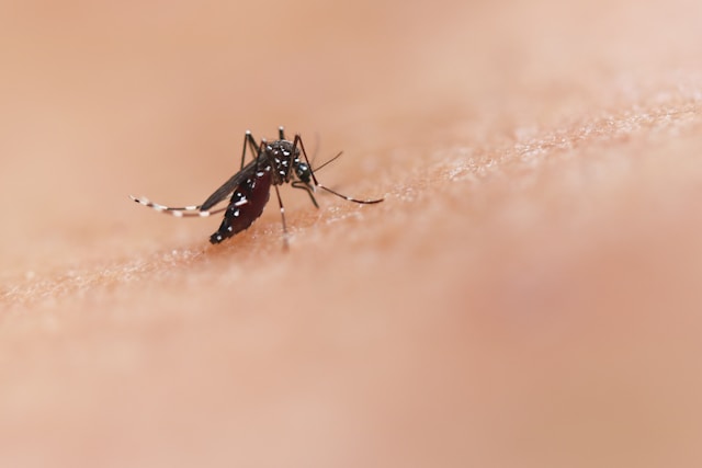Tantar tigru - Foto National Institute of Allergy and Infectious Diseases Unsplash