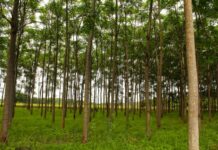 Arbori modificați genetic pentru o climă mai dură: Marea Britanie evaluează riscurile