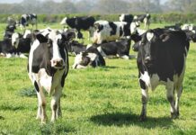 UE urmărește carnea de vită până la fermă, dar scoate pielea din regula anti-defrișare. Unde se rupe trasabilitatea?