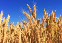 Canicula poate lovi grâul înainte să apară bobul. Fereastra critică pentru agricultura României