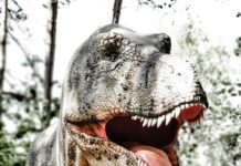 O pană fosilă găsită în excrement de dinozaur poate explica o parte din misterul supraviețuirii păsărilor