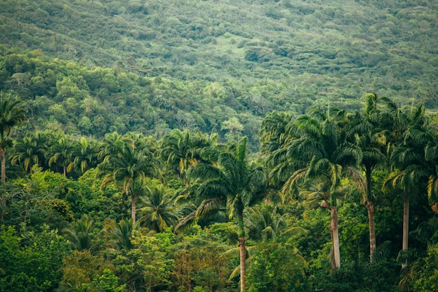 Padurea Amazoniana - Foto Levi Arnold Unsplash