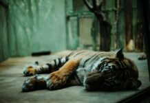 Peste 6.000 de animale crescute pentru a reveni în natură. Ce arată 30 de ani de reintroducere a speciilor amenințate