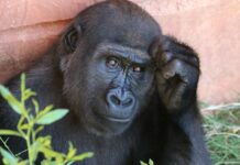 Repatrierea animalelor traficate: de ce cinci urangutani găsiți în India nu pot fi trimiși imediat acasă