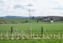 240 de acri de teren agricol degradat intră într-un proiect de rewilding plătit din credite de biodiversitate