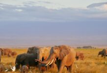 Elefanții din Mount Elgon ar putea folosi plante medicinale și le-ar oferi chiar puilor bolnavi