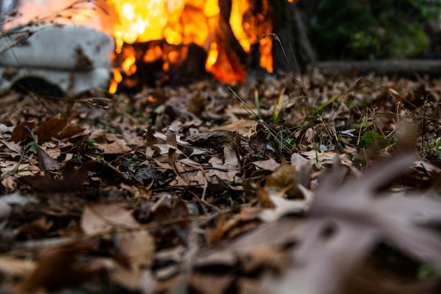 Arderea frunzelor uscate în curte fum, lege și alternative - Arderea frunzelor uscate - Foto Mason Hassoun Unsplash