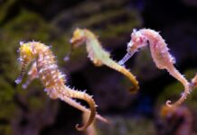 57 de specii marine și cinci genuri noi, descoperite în numai două săptămâni