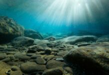 Deversarea de petrol Deepwater Horizon a fost urmată de pierderi de peste 60% în fauna oceanului