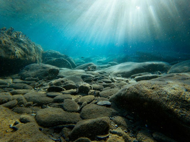 Deversarea de petrol Deepwater Horizon fauna în declin - Foto - Yannis Papanastasopoulos Unsplash
