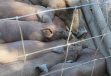 Emisii ferme de porci și păsări: UE introduce reguli comune din 2030