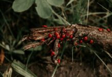 Dispariția insectelor lovește mult dincolo de polenizare. Trei sferturi dintre animalele analizate le mănâncă