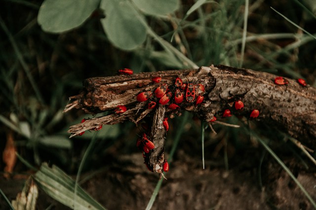 Insecte - Declinul insectelor afectează întregul ecosistem- Foto Jasmin Schreiber Unsplash