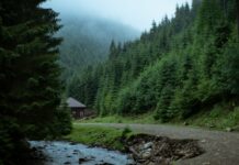 Seceta urcă la 2.200 de metri. Pădurile alpine își pierd protecția naturală în fața încălzirii