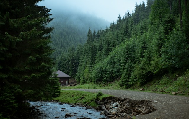 Seceta la munte - Păduri alpine seceta urcă până la 2.200 m -Foto Aleksandr Paramonov Unsplash