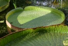 Specie nouă de nufăr gigant: fotografia de pe Instagram care a dus la Victoria colombiana