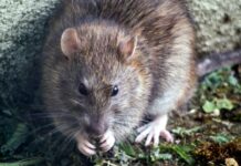 Otrava pentru șobolani și animalele de companie: cum ajung substanțele toxice la câini, pisici și păsări răpitoare