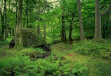 Impactul companiilor asupra biodiversității intră în evaluarea ONU: COP17 cere dovezi, nu doar promisiuni ecologice