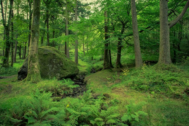 Padure - Investitii in natura - Foto Richard Powazynski Unsplash