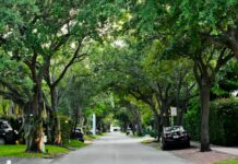 Protejarea arborilor maturi din orașe devine prioritate la COP17. Noile plantări nu pot înlocui ecosistemele existente