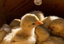 Copiii și consumul de carne: cum le poate schimba alegerea un pui cu nume