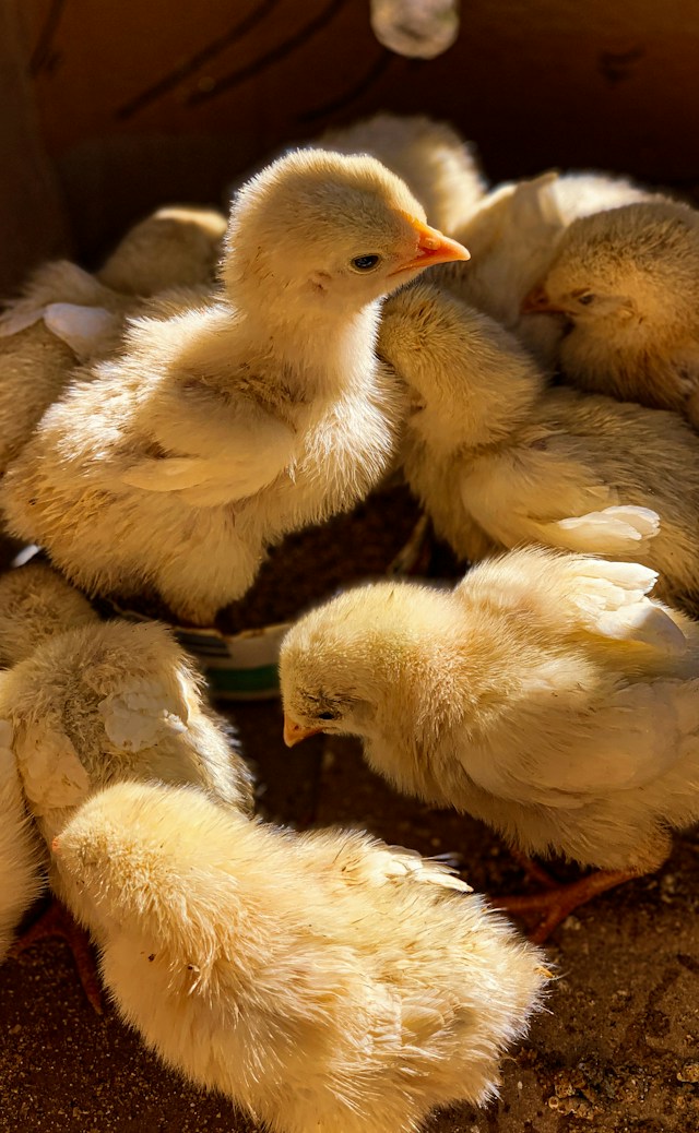 Copiii și consumul de carne: efectul unui pui cu nume - Pui de gaină - Foto Brian David Unsplash
