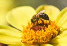 Soluții pentru protejarea albinelor: 29 de intervenții comparate pentru pesticidele, paraziții și lipsa hranei