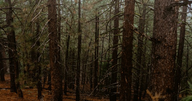 Specii invazive în România noua strategie IUCN 2026 - Padure uscata - Foto JP Peluffo Unsplash