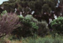 Vulpi invazive în Australia: noul plan renunță la ideea eradicării totale