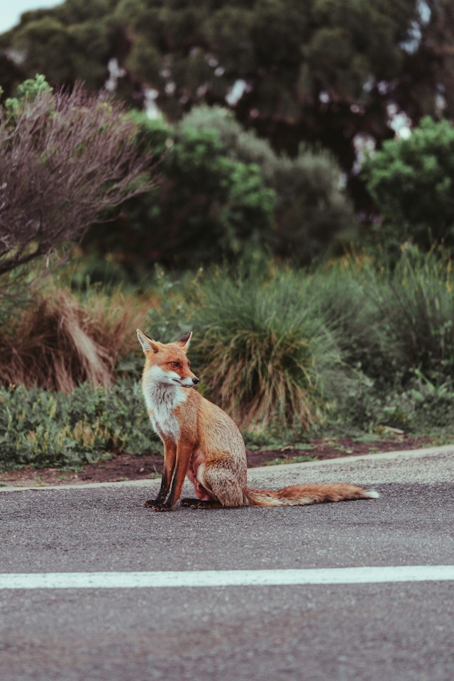 Vulpe - Vulpi invazive în Australia planul pe 30 de ani pentru faună - Foto Guille Pozzi Unsplasg